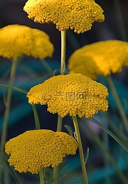 黃色,花卉,鮮花