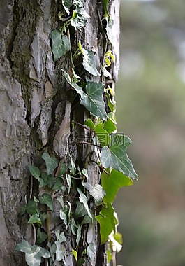 常春藤,樹,蔓