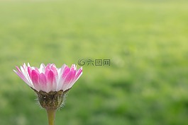 花,雛菊,粉色雛菊