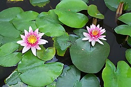 花,水百合,泰國