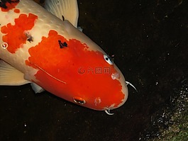 錦鯉,鯉魚,魚