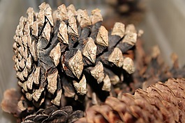 松塔,性質(zhì),針葉樹
