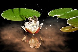 天使,睡莲,白