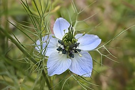 nigella 产大马士革玫瑰 ' 想念杰基尔,天,蓝色
