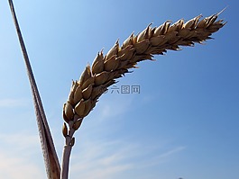 糧食,谷物,耳