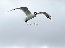 海鷗,鷗,飛