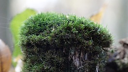 苔,性質(zhì),廠
