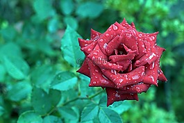 玫瑰,鮮花,植物