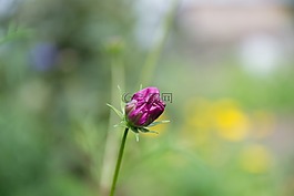 芽,花卉,植物