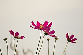 鮮花,宇宙,植物