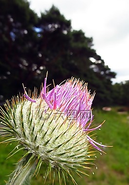 薊,廠,花