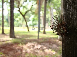 森林,樹,花園