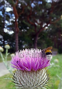 薊,廠,花