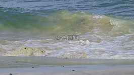 海灘,水,貽貝