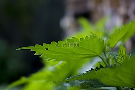 工作表,植物,性質(zhì)