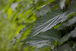 工作表,性質(zhì),植物