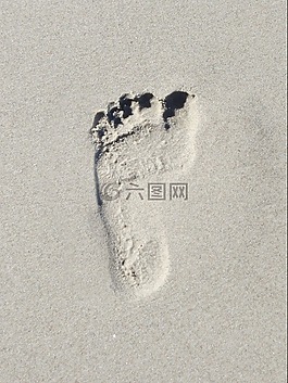 海灘,水,貽貝