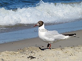 海鷗,鷗,優(yōu)雅