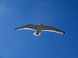 海鷗,鷗,飛