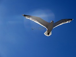 海鷗,鷗,飛