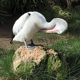 整理,鵜,鳥