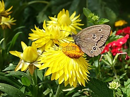 蝴蝶,烟囱扫描,aphantopus hyperantus