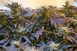大麻,雜草,醫(yī)藥