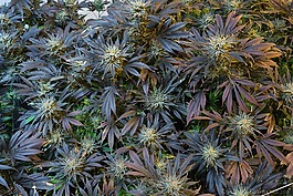 大麻,雜草,醫(yī)藥