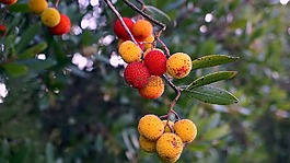 水果,性質(zhì),樹