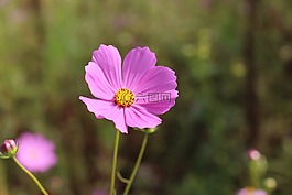 宇宙,鮮花,大自然