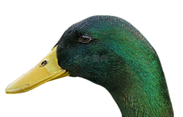 鴨,條例草案,鳥