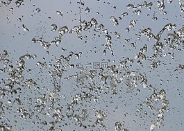 水,噴泉,瑪格麗特島