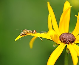 研究,昆蟲(chóng),性質(zhì)