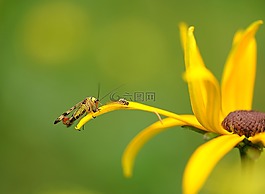研究,昆蟲(chóng),性質(zhì)