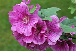 lavatera,灌木,植物