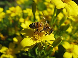 蜜蜂,黄,花