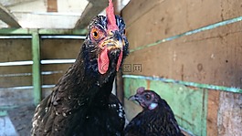 雞,動物,加洛