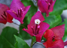 花,植物區(qū)系,自然