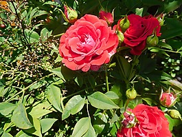 玫瑰,紅色,花園
