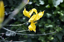 花,黃色,性質(zhì)