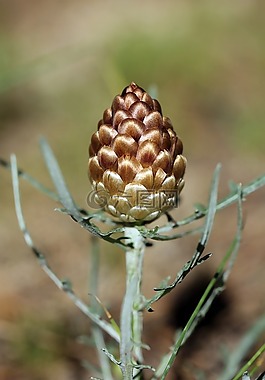 性质,夏季花卉,leuzée