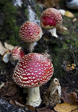 毒菌,蘑菇,菌类