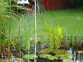 雨,蜘蛛,蜘蛛網(wǎng)