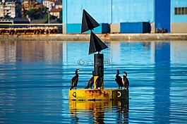 耶,海鳥類,鳥類