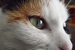 katze,猫,眼睛
