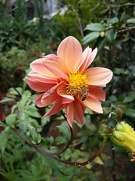 花,蜜蜂,昆蟲