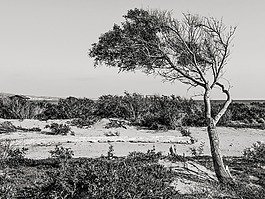 树,沙丘,景观