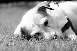 jackrussel,狗,猎人