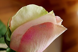 玫瑰,花,開(kāi)花