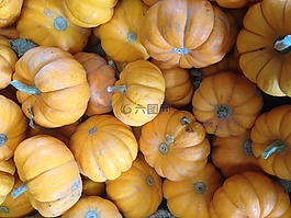 南瓜,壁球,瓜